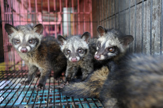 Civet cats for sale at a market in Bali.