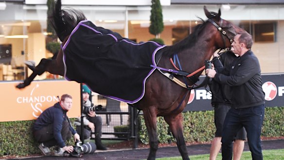 Still frisky: Trainer Chris Waller tries to restrain Winx at Rosehill on Thursday.
