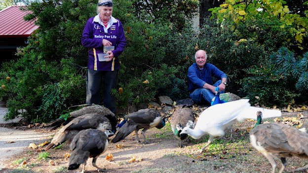 Narrabundah residents Geoffrey Dabb and Gretel Dabb feed the Peacocks in Narrabundah every afternoon.