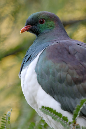 The kereru, a colourful wood pigeon, has been knocked off its perch after winning the competition in 2018.