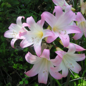 Pink lilies known as naked ladies.