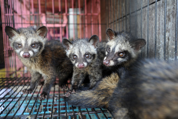 Civet cats for sale at a market in Bali.