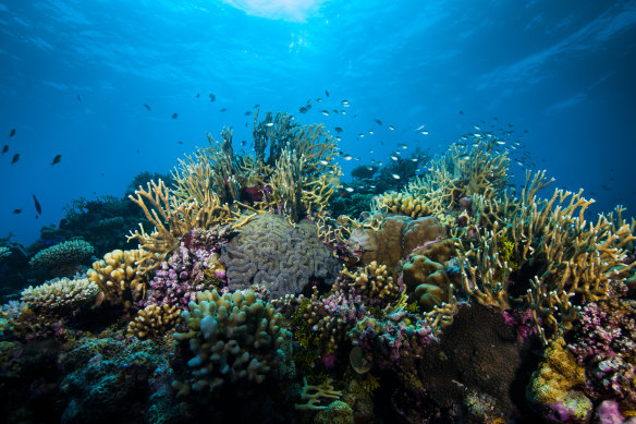 A two-degree rise in temperatures could spell the end for the Great Barrier Reef.