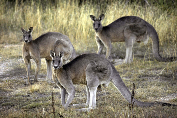 Researchers are investigating whether kangaroo poo could help reduce methane emissions from livestock.