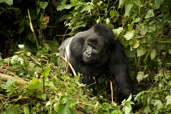Virunga National Park is home to more than half the global population of mountain gorillas.