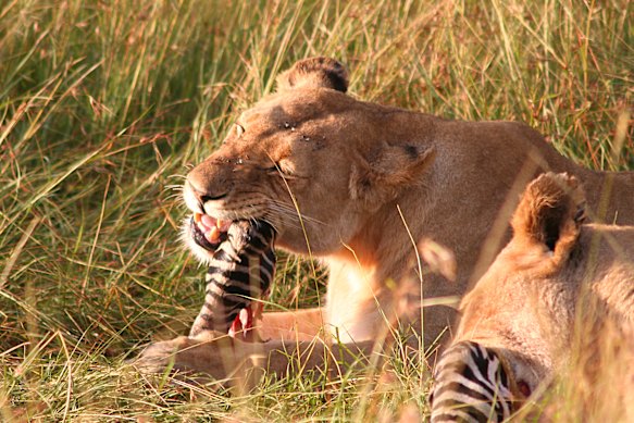 First bite – lions with their prey.