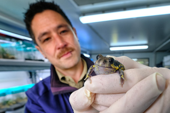 A Melbourne Zoo worker shows a southern great burrowing frog at the new centre. 