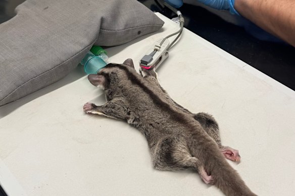The zoo said the gliders had been found “cruelly discarded” and were “vulnerable and exposed to the elements”.