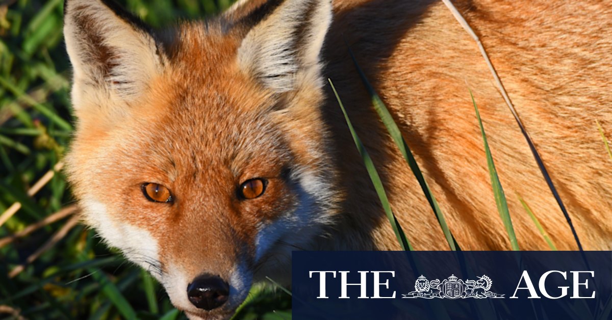 Rambo the crafty fox who refuses to be caught, outsmarting wildlife managers in the Pilliga for four years. - Vimarsana News