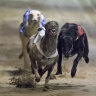 Five WA greyhounds break legs in two weeks, rescuers call for race ban