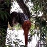 'Disgustingly scary, but amazing': Brisbane residents get front-row seat as snake devours possum