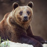 Italian town that used bears to promote tourism kills bear that attacked French man