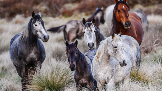 Brumbies off the Snowy Mountain highway, Kosciuszko National Park