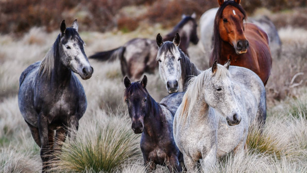 Cull of duty: why we need to shoot all the feral horses in the Snowies