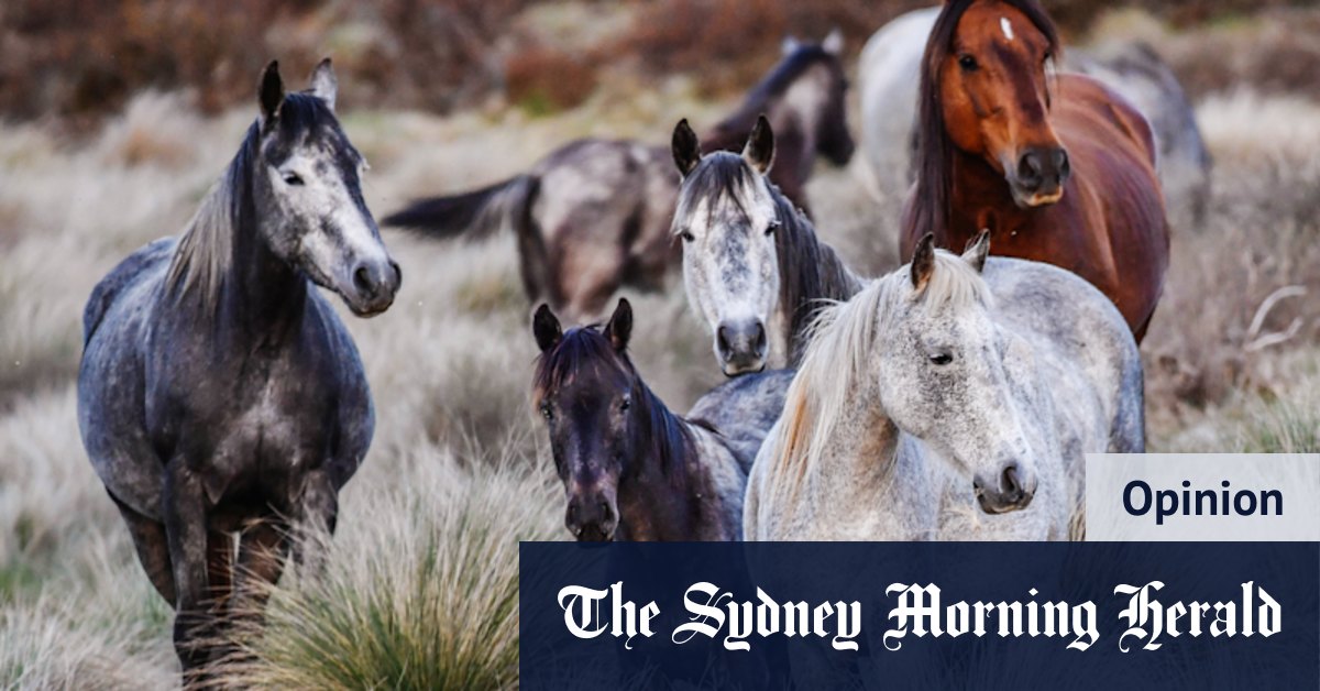 Brumbies debate: Why we need to cull all feral horses in the Snowies - Vimarsana News