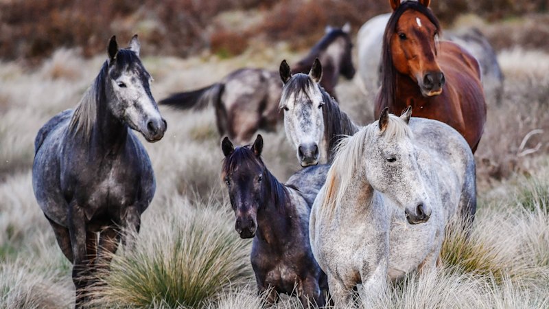 Brumby cull triggers complaints including death threats, abuse and misinformation