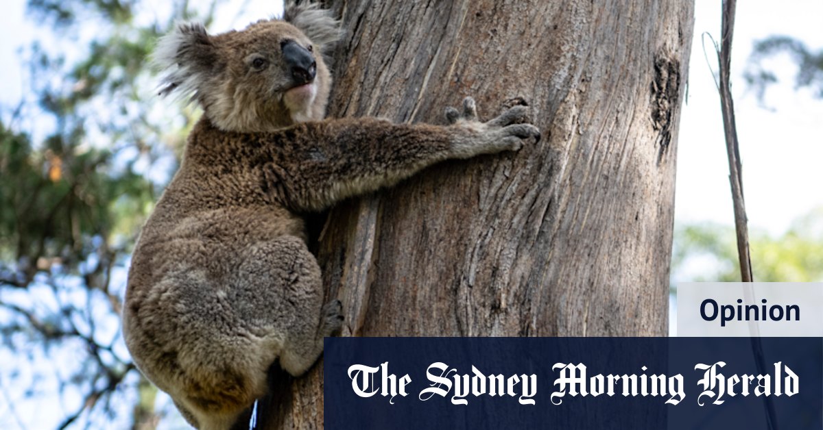 Gunnedah koala colony gave hope of a better tomorrow. Not anymore. - Vimarsana News