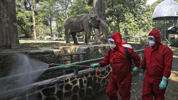 Indonesian firefighters spray disinfectant at the public area near an elephant enclosure at Ragunan Zoo prior to its reopening this weekend.