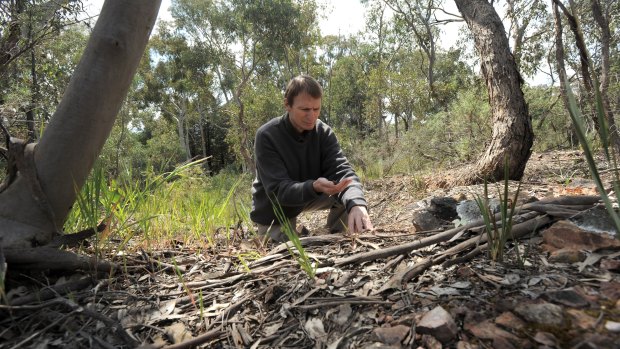 Dr Barry McGowan, author of Dust and Dreams, a book about gold mining in the Canberra district. Here he visits an area in Stirling Park where alluvial diggings took place in the 1930s. 