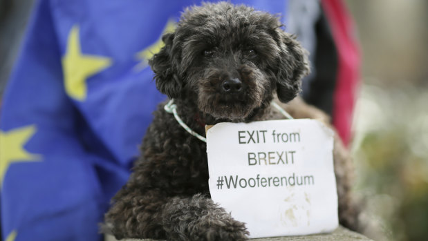Lily the poodle sits in Parliament Square after marching in a 'Wooferendum' to demand a People's Vote on Brexit, in London on Sunday.