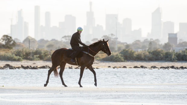 Laud mare: Winx on the sand at Altona earlier this week.