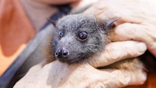 A flying fox taken for assessment.