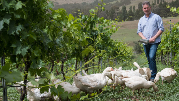 Collector Wines wine maker Alex McKay with his many geese that help to protect the crop.