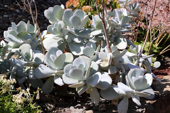 Grey doesn’t have to be boring. Cotyledon orbiculata is a perfect example of that.