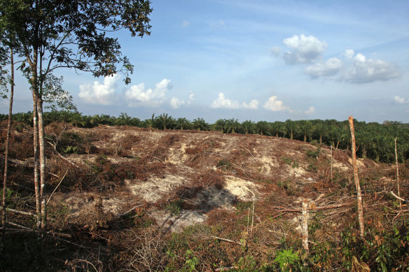 A view of cleared land designated for a palm oil plantation in Pelalawan, Riau province.