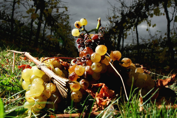 Rotting chardonnay grapes in 2005: Australia is once again grappling with a wine glut.