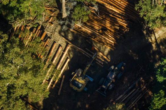 Logs are sorted before being taken to a mill near Coffs Harbour.