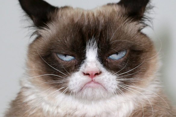 Grumpy Cat’s unusual appearance was caused by feline dwarfism.