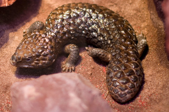 The shingleback lizard’s head and tail look similar to confuse predators.