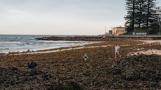 Seaweed along the southern corner of Dee Why Beach. 