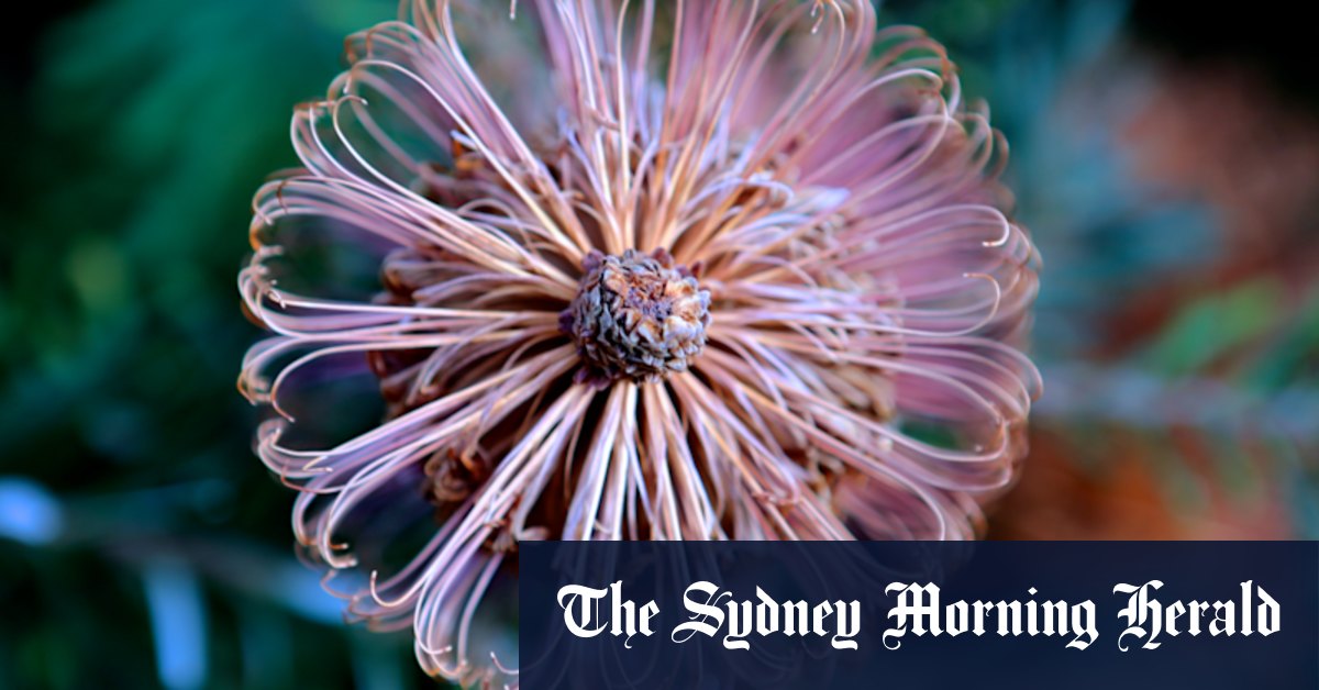 How WA's banksias are growing on the east coast - Vimarsana News