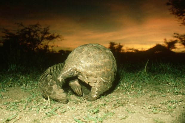 The endangered pangolin now carries the auspicious title of the world's most illegally trafficked animal amid demand for its scales and meat in cuisine and traditional medicine.