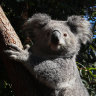 Conservationists to clash with government at koala summit