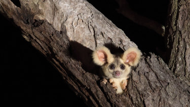 The greater glider, which is a threatened species that lives in Victorian old growth forests.