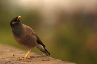 Mynas were introduced in the 19th century. 