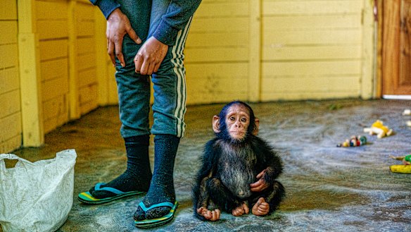 Traumatised chimp that inspired a photographer