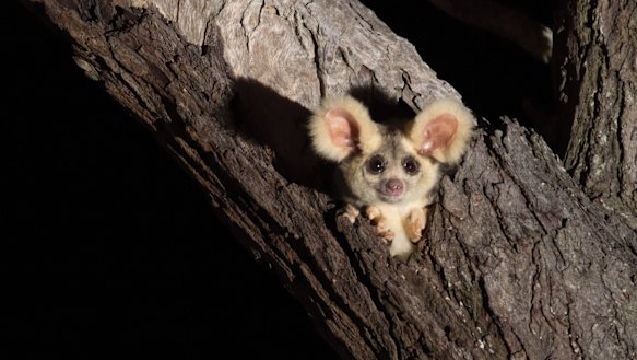 The new strategy aims to help threatened species like the greater glider.
