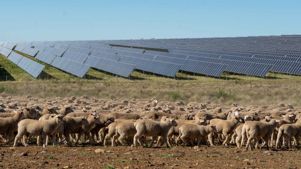 More than 2000 sheep and lambs are now grazing around the solar panels at ACEN Australia’s solar project in New England.