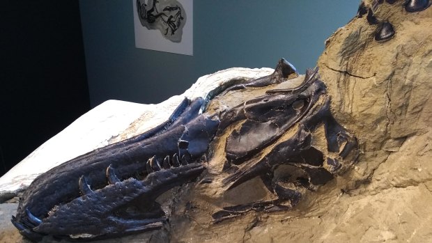 The T-rex skull partially removed from the surrounding rock.