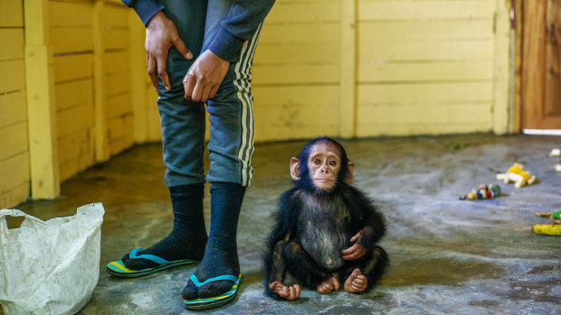 Juvenile chimp Farah on his first day at the sanctuary after being rescued from a poacher.