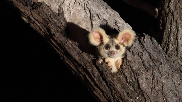 The new strategy aims to help threatened species like the greater glider.