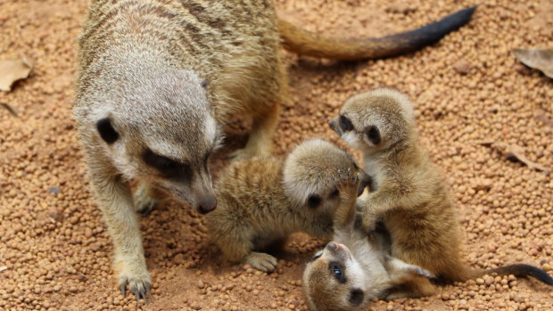 A one-month-old meerkat similar to these ones has gone missing from Perth Zoo