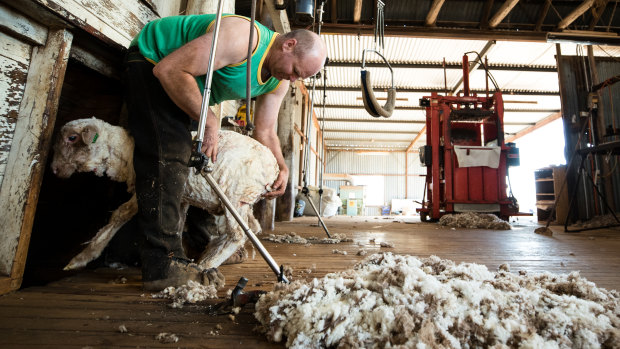 An acute shortage of shearers is spurring animals welfare concerns as wool producers struggle to find workers.
