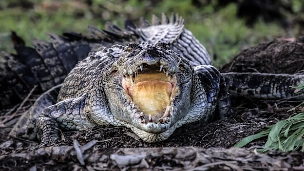 A crocodile: avoidance is highly recommended.
