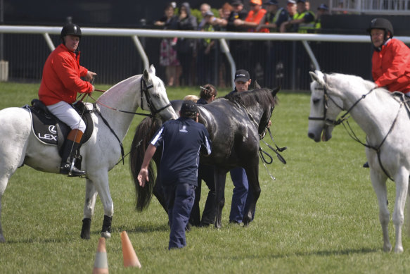 Cliffsofmoher receives assistance on the track during the 2018 Melbourne Cup. The horse succumbed to its injuries.