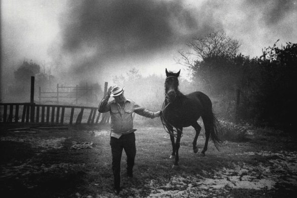 Bill Chester moves one of his horses as fire threatens his property at Forest Way. December 17, 1979. 
